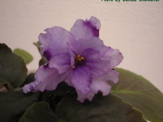 Happy Cricket 04/29/1984 (Painesville Town &amp; Country AVS/R. Hollada) Double lavender two-tone frilled. Dark green, ruffled/red back. Large