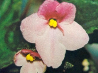Happy Harlequin 12/05/1977 (C. Hawley) Single pink/red top petals. Plain, pointed. Large