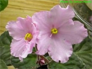 Happy Hillbilly 02/20/1990 (R. Cox) Double rose-pink star/some blue. Variegated dark green, longifolia, pointed. Large