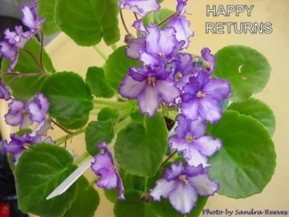 Happy Returns (Volkmann) Single white/fuchsia ruffled edge. Medium green, plain. Standard (TX Hyb)