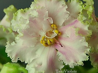 Harmony Frilly Dealy