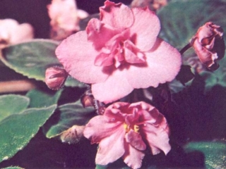 Hazel Irene 11/11/1967 (E. Fisher) Double dark pink. Plain, quilted, glossy. Large (CA)