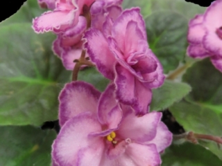 Heart's Aflutter 01/27/2010 (P. Sorano/Lyndon Lyon Greenhouses) Semidouble-double light mauve-pink frilled pansy/dark violet-red band, thin light pink edge. Medium green, quilted, serrated. Large