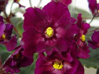 Hearts Aglow 11/09/1996 (S. Sorano) Semidouble fuchsia star/ivory blush. Dark green, quilted/red back. Standard