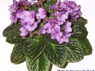 Heavenly Notes 12/17/1988 (E. Gross) Semidouble-double lavender two-tone/darker tips, thin edge. Medium green, pointed, quilted, serrated. Standard