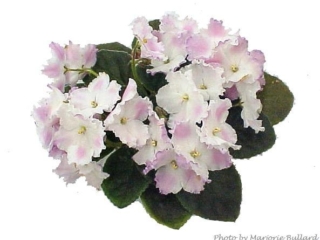 Heaven's A-calling (T. Davis) Single white sticktite star/rose-pink overlay, raspberry sparkle edge. Dark green, plain, pointed. Standard (DAVS 1705)