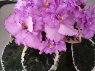 Heaven's Reflection (S. Sorano) Semidouble lavender/some darker tones. Variegated. Standard