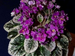 Hector 02/10/1989 (H. Pittman) Semidouble dark burgundy-purple/white frilled edge. Variegated, plain. Semiminiature (DAVS 1278, TX Hyb)