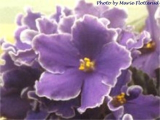 Heirloom 11/05/1983 (G. Boone) Double medium blue star/white edge. Dark green, ruffled/red back. Standard
