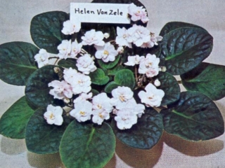 Helen Van Zele 12/04/1968 (F. Tinari) Semidouble ivory white wavy/frosted pink tinge. Ovate, quilted. Standard