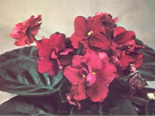 Helene 08/23/1976 (L. Lyon) Double dark fuchsia-red star. Quilted. Standard