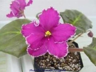 Hello Sunshine 11/02/1987 (S. Sorano) Semidouble fuchsia star/white edge. Medium green, plain, quilted/red back. Large