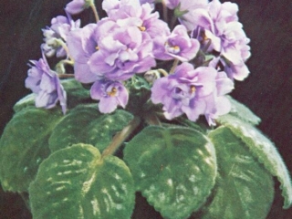 Henrietta Willson 12/10/1976 (L. Wilson) Double sky blue. Plain. Standard