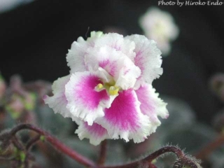 Heritage Frolic 08/22/1987 (A. E. Adams) Double dark rose/white-green frilled edge. Dark green, pointed, wavy/red back. Semiminiature (CA)