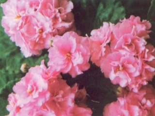 Hessel 11/10/1982 (S. Whitaker) Double pink. Plain, quilted. Standard (TX Hyb)