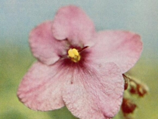 Hi-Lander 11/21/1967 (C. Hawley) Single red/dark red center and top lobes, orchid center streak. Round, quilted. Large