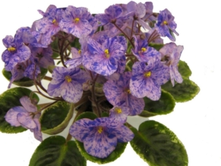 Hi Jinks (S. Crawcour) Semidouble lavender/purple fantasy. Dark green girl foliage. Semiminiature