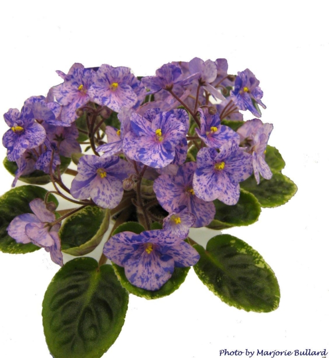 Hi Jinks (S. Crawcour) Semidouble lavender/purple fantasy. Dark green girl foliage. Semiminiature
