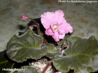 Hidden Beauty 04/08/1989 (L. Munk) Double strawberry-pink frilled/lavender overlay. Medium green, plain. Standard (DAVS 1245, TX Hyb)