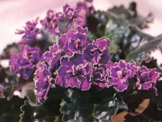 High Adventure (S. Williams) Double purple two-tone. Dark green, ruffled. Standard