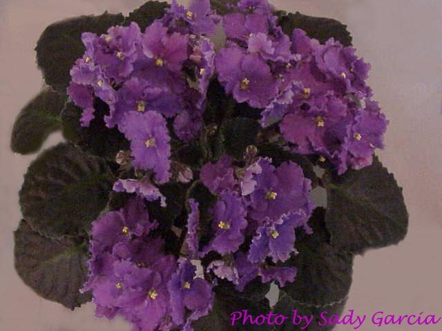 High Hopes (Lyndon Lyon Greenhouses) Single medium purple pansy/light violet-red shading on upper petals. Medium green, serrated. Standard