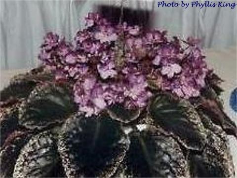 High Tone Mama 05/13/1987 (R. Cox/R. Nadeau) Double dark lavender two-tone. Variegated dark green, pointed, quilted, glossy/red back. Large