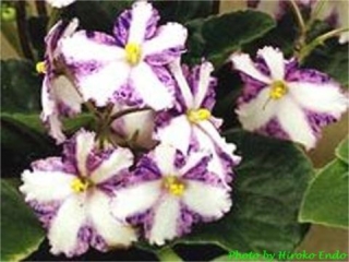 Hiroko 01/17/1989 (Eyerdom) Semidouble chimera pink/blue fantasy, white stripe. Variable mottled light-dark green, plain, pointed, glossy. Standard