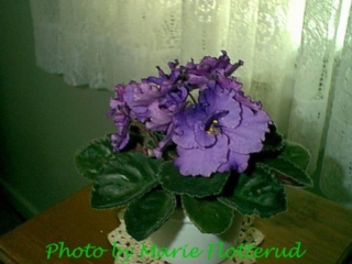 His Delight 07/13/1983 (C. Raskopf) Double purple frilled. Dark green plain/red back. Standard