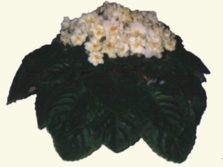 His Promise (N. Blansit) Double white/yellow overlay. Medium green, plain, glossy. Small standard