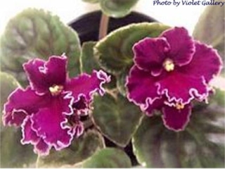 Holiday Lights (S. Sorano) Single-semidouble bright fuchsia pansy/white edge, variable green shading. Variegated dark green and white. Standard