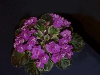 Honey Berry 10/28/1998 (H. Pittman) Double fuchsia. Variegated green and white, plain. Semiminiature (DAVS 1513, TX Hyb)