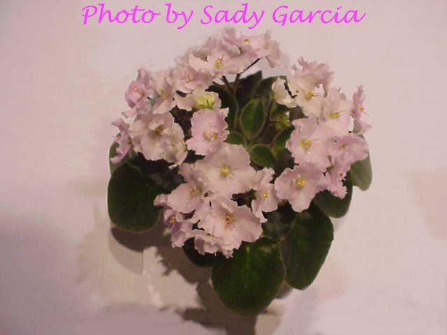 Honey Pink Jewel 08/14/2003 (H. Pittman) Semidouble pink pansy. Light green, wavy. Semiminiature (DAVS 158, TX Hyb)