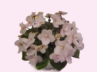 Honey Puff (H. Pittman) Semidouble light pink/white edge. Medium green girl foliage. Miniature (DAVS 1526, TX Hyb)