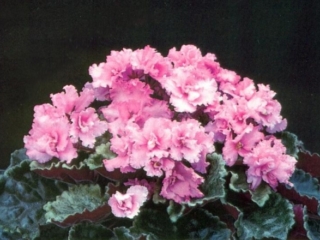 Honeylove 08/28/1986 (S. Sorano) Double pink. Variegated green, yellow and cream, plain. Large