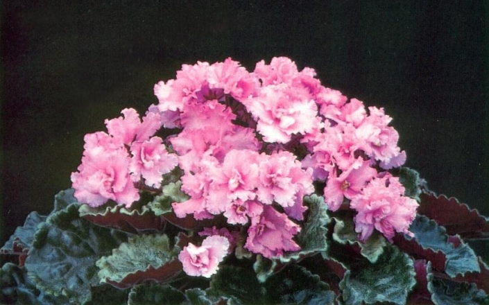 Honeylove 08/28/1986 (S. Sorano) Double pink. Variegated green, yellow and cream, plain. Large