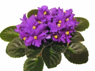Honky Tonk Blues 12/17/2005 (Lyndon Lyon Greenhouses/P. Sorano) Single purple sticktite frilled star/violet-red overlay in eye. Medium green, plain, quilted, serrated. Semiminiature