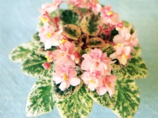 Hortense Pittman 05/26/1990 (C. Russell) Double pink two-tone. Variegated, pointed. Miniature (DAVS 1307, TX Hyb)