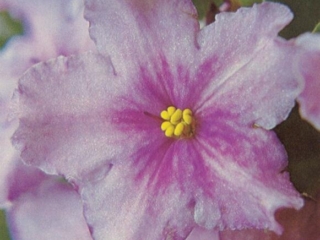 Hortense's Hiawatha 10/05/1979 (H. Pittman) Single lavender/purple eye, edge. Quilted. Large (TX Hyb)