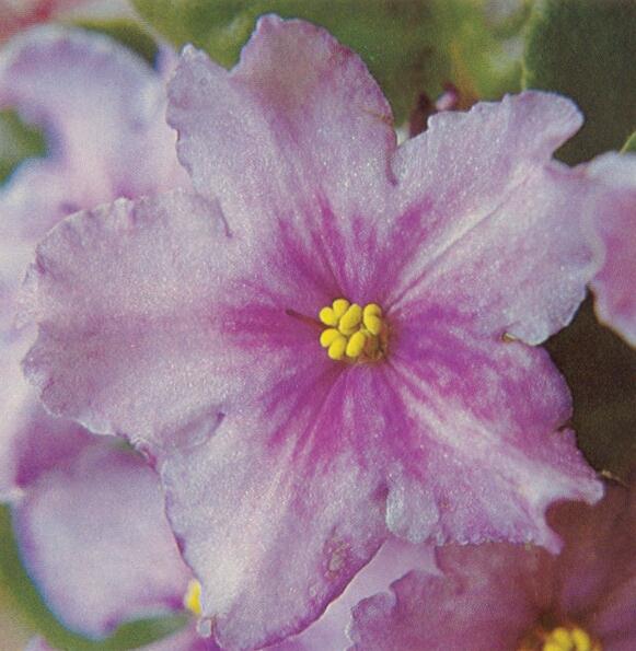 Hortense's Hiawatha 10/05/1979 (H. Pittman) Single lavender/purple eye, edge. Quilted. Large (TX Hyb)
