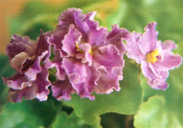 Hortense's Twilight 10/05/1979 (H. Pittman) Double lavender. Ruffled. Large (TX Hyb)