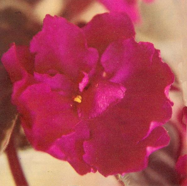 Hortense's Zapata 10/05/1979 (H. Pittman) Double dark red ruffled. Plain. Large (TX Hyb)
