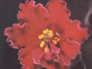 Hot Blooded (Baker) Coral-red/slight purple marking. Standard