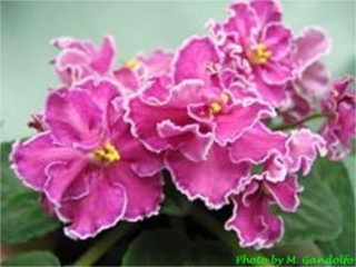 Hot Foot 11/09/1996 (S. Sorano) Semidouble rose-fuchsia star/white edge. Medium green, plain, quilted. Standard