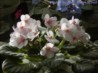 I Feel Pretty 07/18/1997 (K. Stork) Single-semidouble white pansy/pink eye, variable pink edge. Light-medium green, quilted. Standard