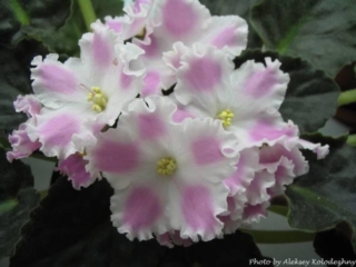 Ian-Ulybka [Ian-Smile] 01/17/2006 (N. Puminova) Single white cupped large frilled star/pink patches. Dark green, serrated, quilted. Standard (Russ/Ukr)