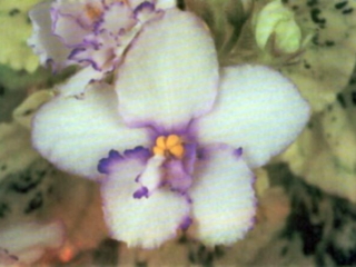 Ice Dancing 10/21/1989 (S. Sorano) Single-semidouble white and medium blue pansy/blue edge. Variegated medium green, plain, pointed. Standard