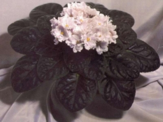 Ice Fantasy 02/06/1989 (K. Stork) Double white wavy star/light blue fantasy. Dark green, quilted. Large