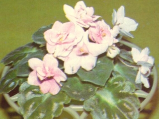 Ice Palace (E. Kiesling) Semidouble white/variable pink blush. Medium green girl foliage. Standard
