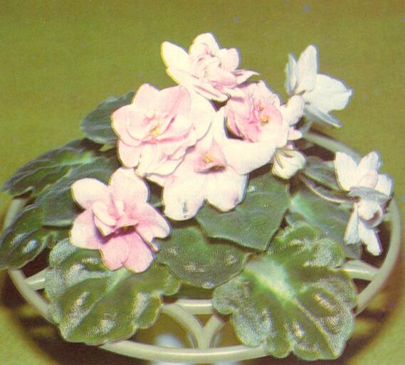 Ice Palace (E. Kiesling) Semidouble white/variable pink blush. Medium green girl foliage. Standard