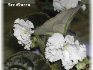 Ice Queen 06/09/1995 (S. Sorano) Single white sticktite ruffled star. Dark green, plain, ovate/red back. Large